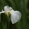 花菖蒲　白