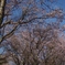 2012 春　さくら
