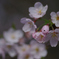 2012 春　さくら