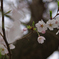 2012 春　さくら