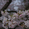 2012 春　さくら