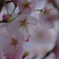 2012 春　さくら