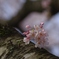 2012 春　さくら