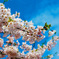 桜の時