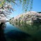 彦根城の堀桜･･