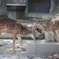 Fighting deers
