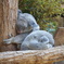 The Koala sleeps like a human