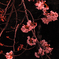 夕日ヶ桜