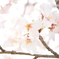 明るい桜