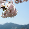 馬見ヶ崎川のさくら