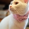 猫カフェ