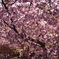 2012 桜01
