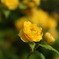よそんちのお花