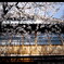 主計町の桜