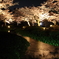 兼六園夜桜