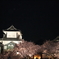 金沢城夜桜
