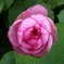 蓮の花