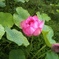 蓮の花