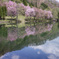桜日和