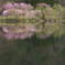 晩春の湖