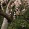 秋葉の枝垂桜