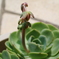 ｻﾎﾞﾃﾝの蕾
