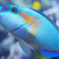 オオモンハゲブダイ