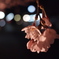 夜桜龍安寺駅