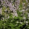 新緑と桜