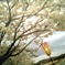 桜の灯り