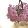 八重桜