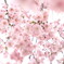 枝垂れ桜その二