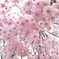 枝垂れ桜その三