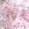 枝垂れ桜その四