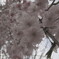 モノトーン桜