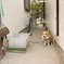 ワン