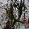 シダレ桜