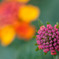 Nature Design