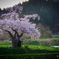 小沢の桜