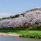 夏井千本桜