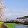 夏井千本桜