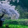 小沢の桜