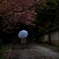雨桜美人