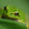 今年初アマガエル