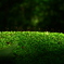 green carpet