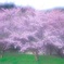 さくら〜ふわり〜