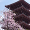 浅草五重塔とSAKURA
