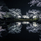 桜夜鏡　