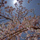 朧月夜の桜月夜