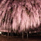 ふじの寺　その弐